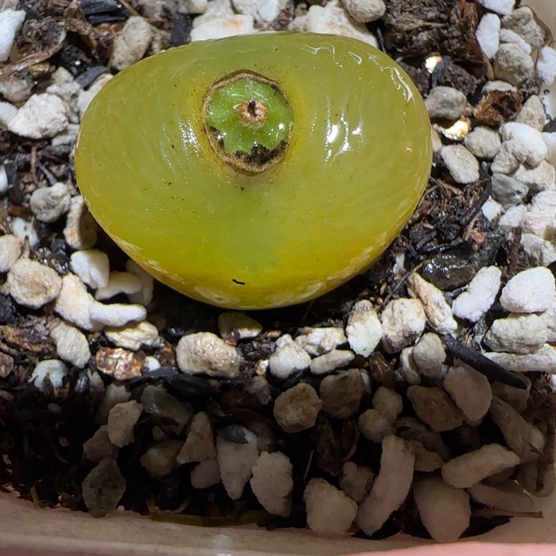 肉锥多肉植物百科-183