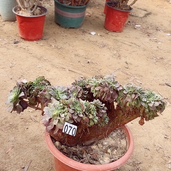 070万圣节缀老桩