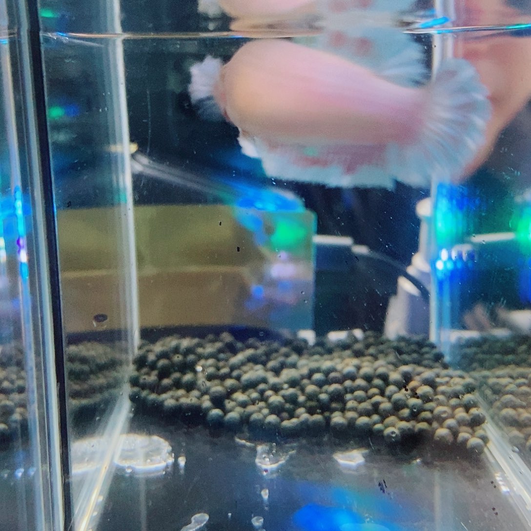 富***多斗鱼蓝81号绣球mu 