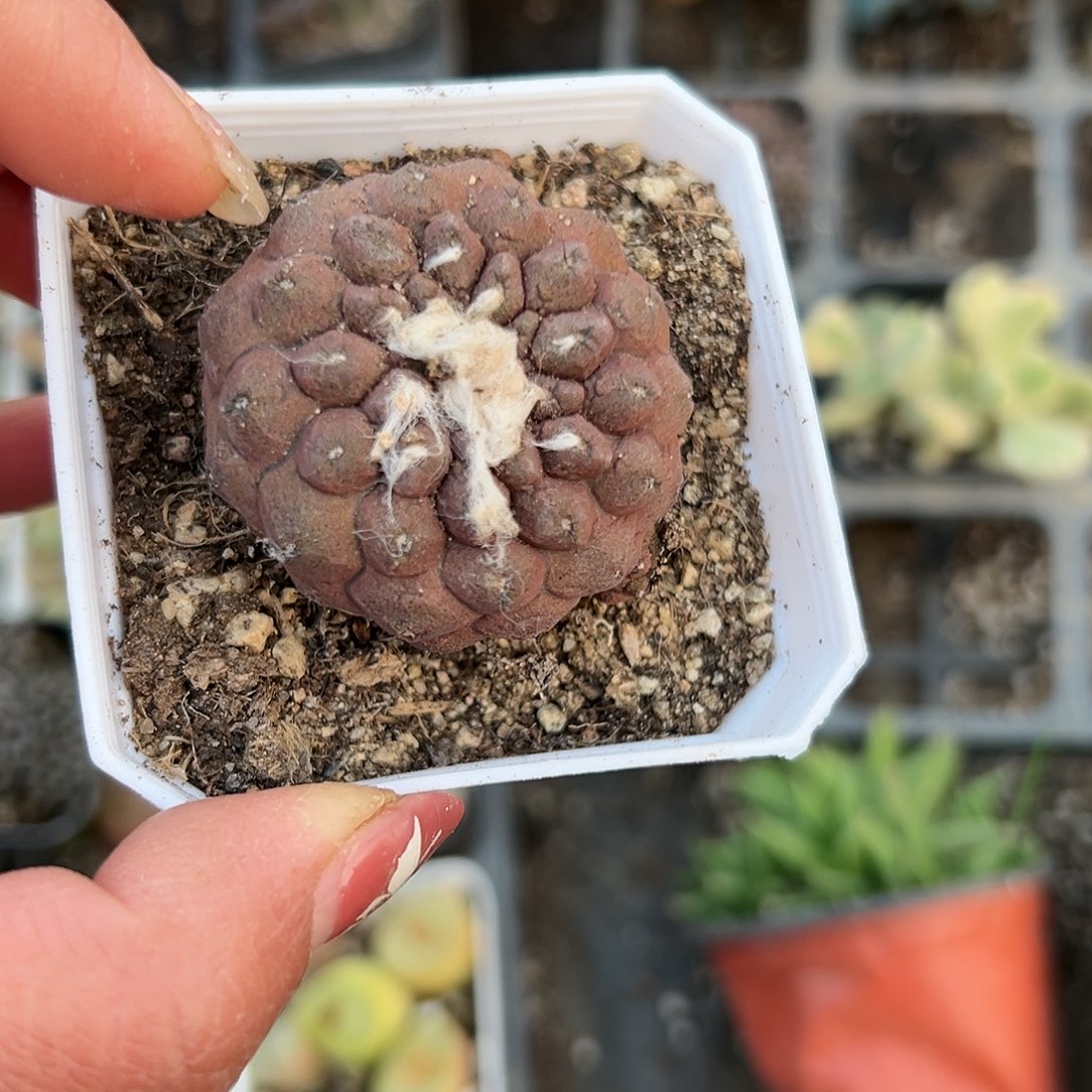 多肉植物蜥蜴皮仙人球