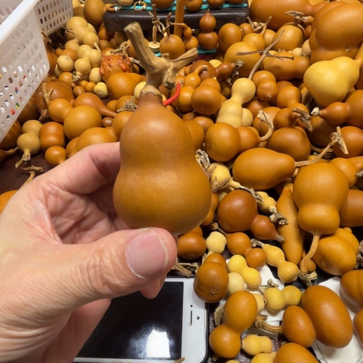 荧*迎接了一把紫皮胖墩葫芦