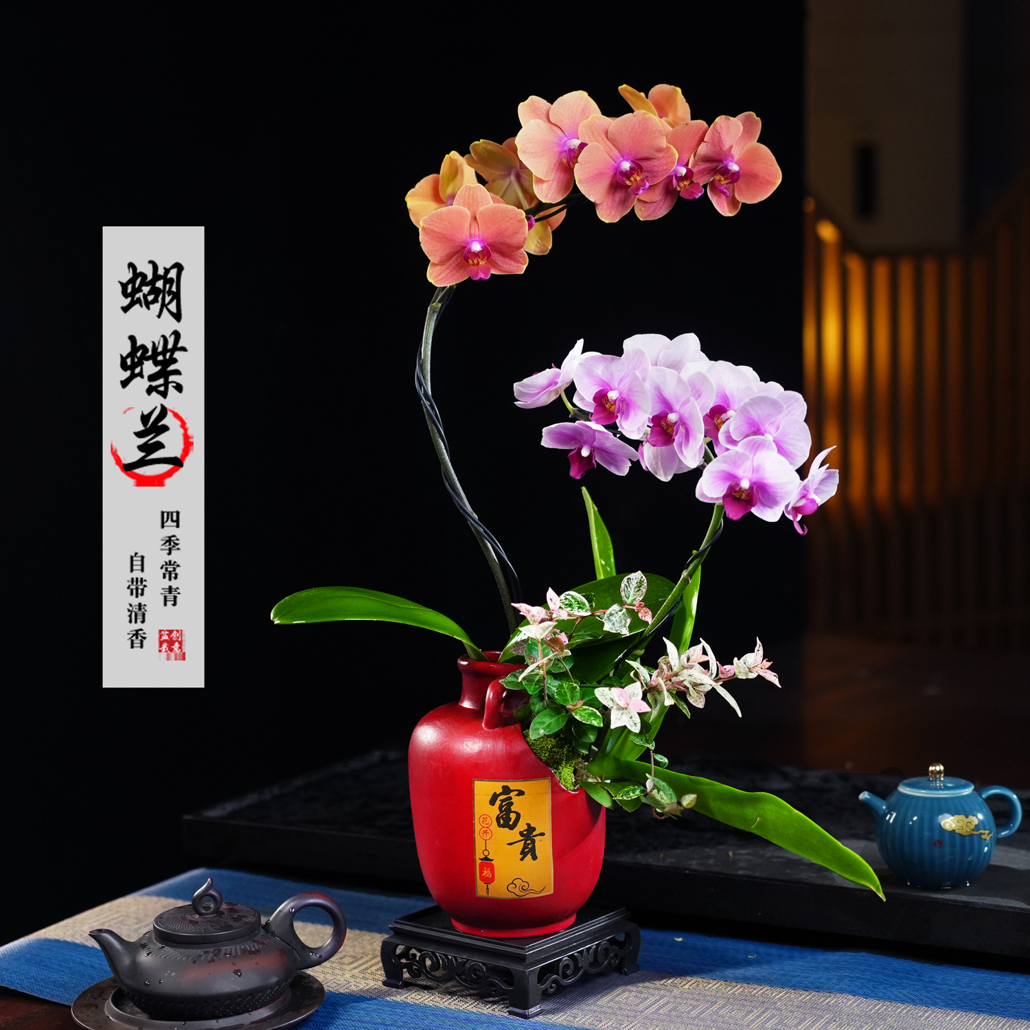 台桔宝贝蝴蝶兰盆栽四季常青花卉茶桌面净化空气花办公室绿植