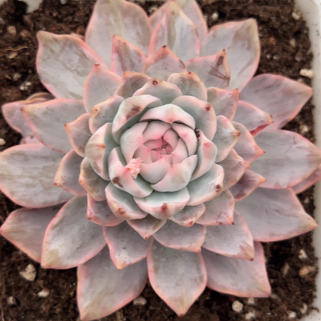 粉蓝鸟锦多肉植物
