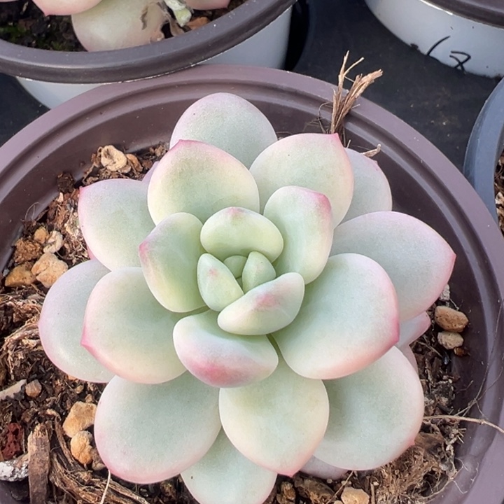 白马香水锦一物一拍锦龙