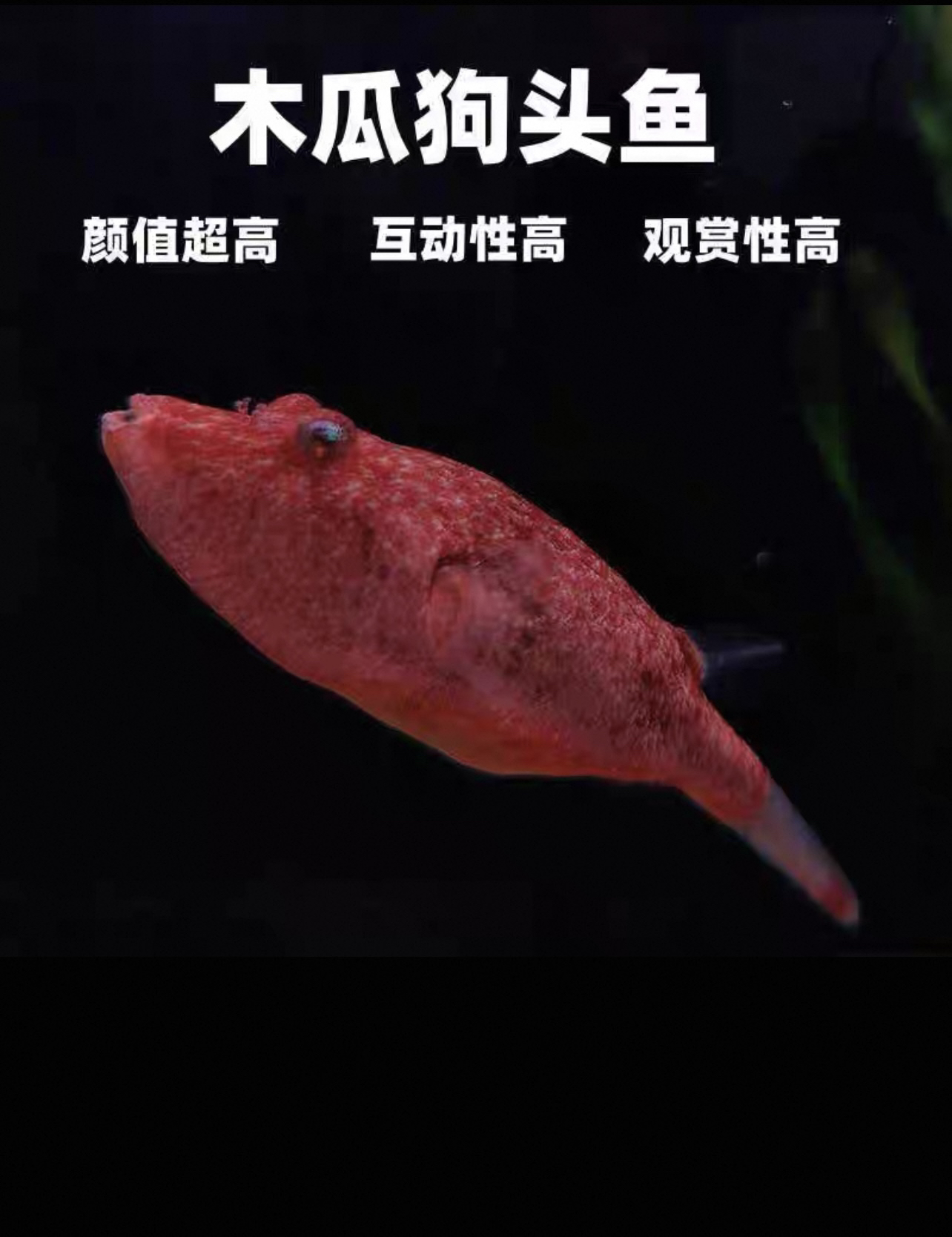 热带观赏鱼非洲红木瓜狗头活体淡水河豚鱼顺丰包邮