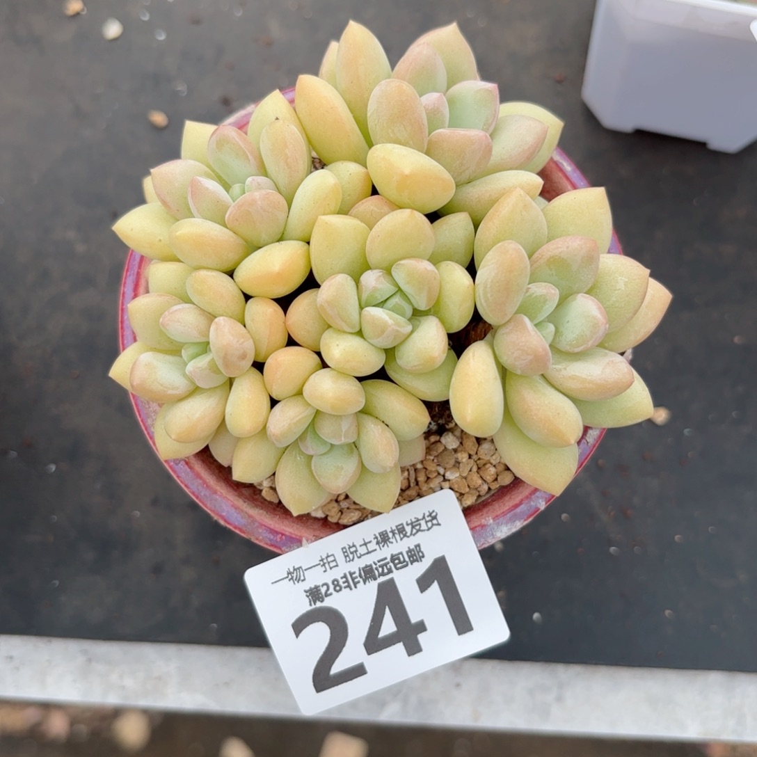 泡泡糖老桩无盆土发货