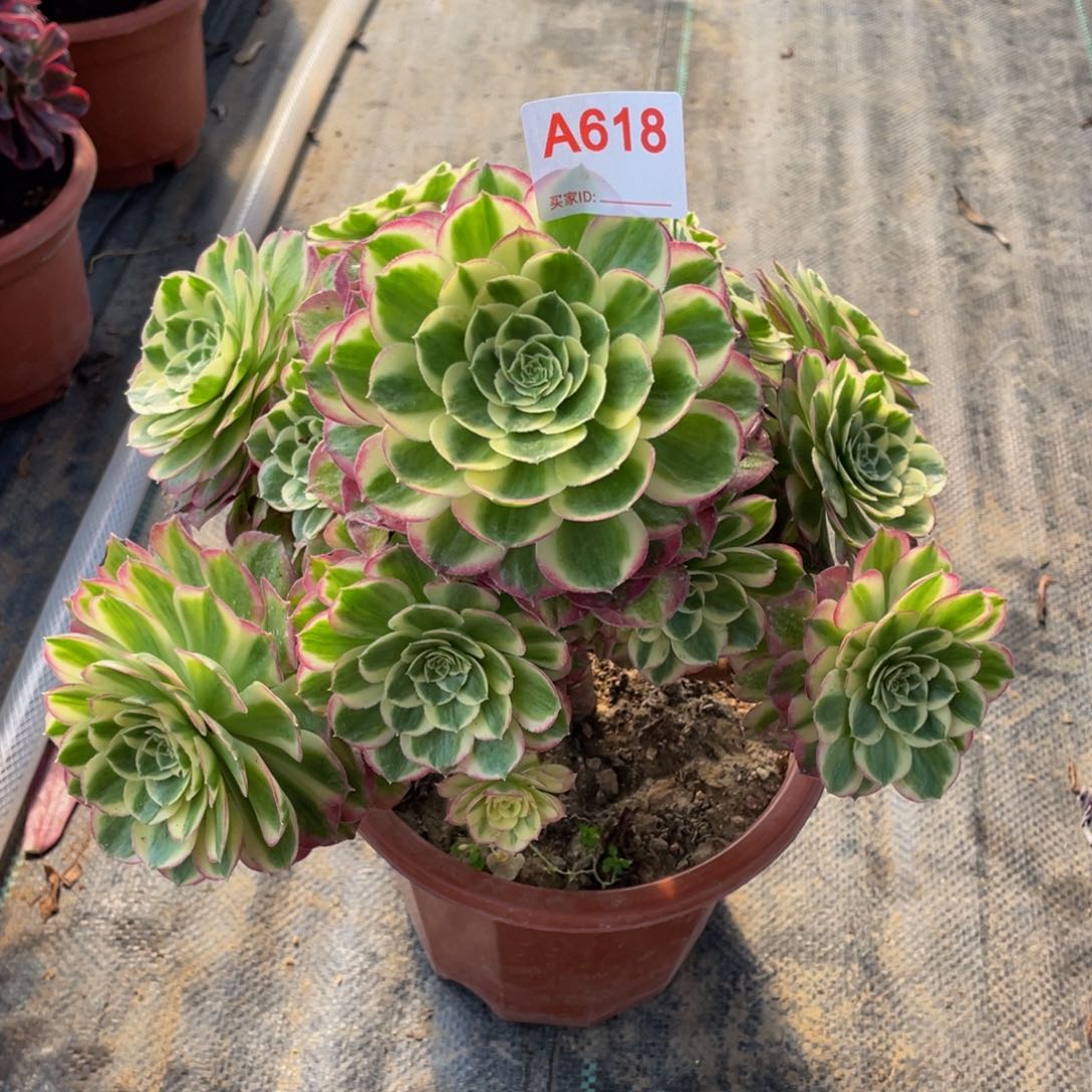 精品法师多肉粉钻有断指618