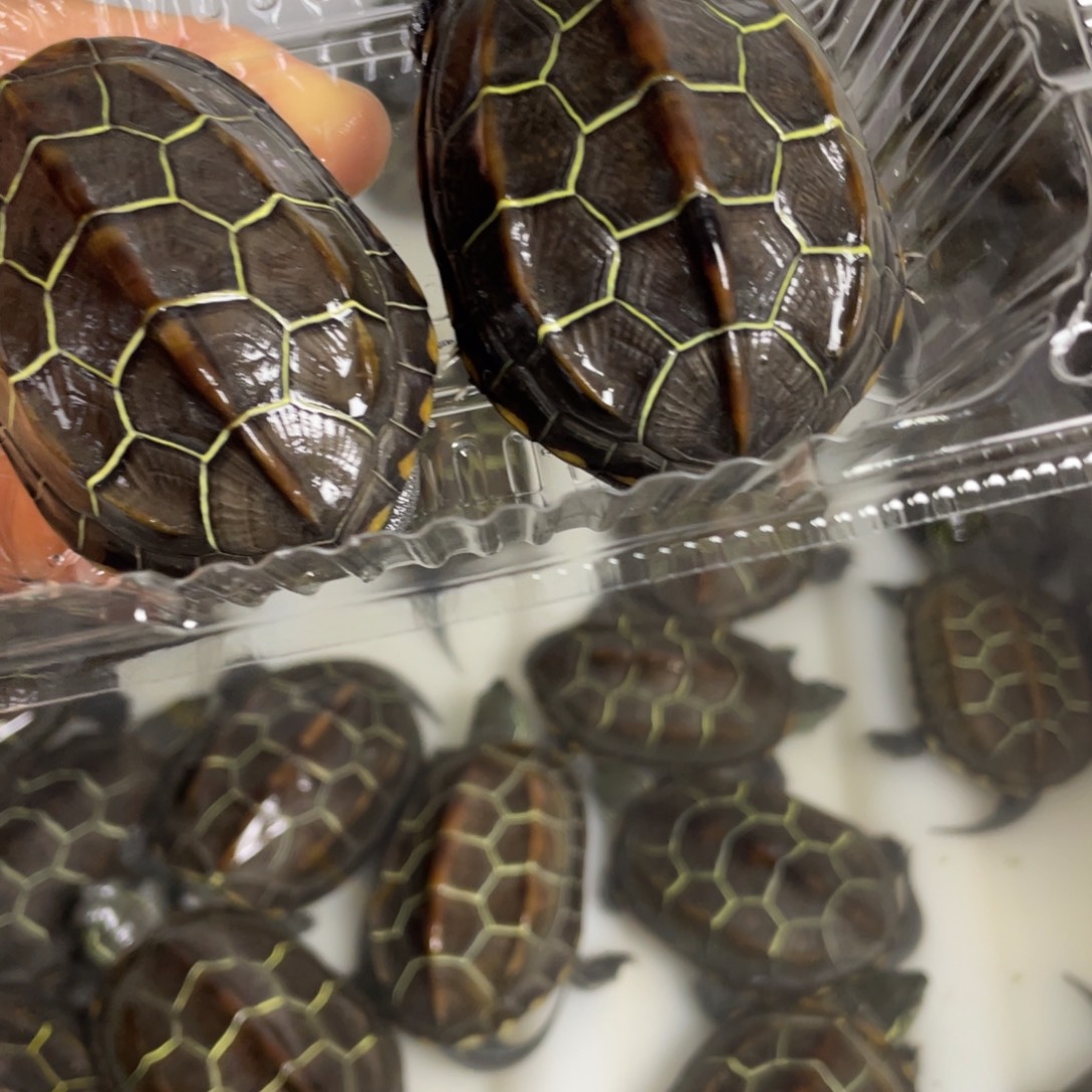 苏北金线冷水草龟