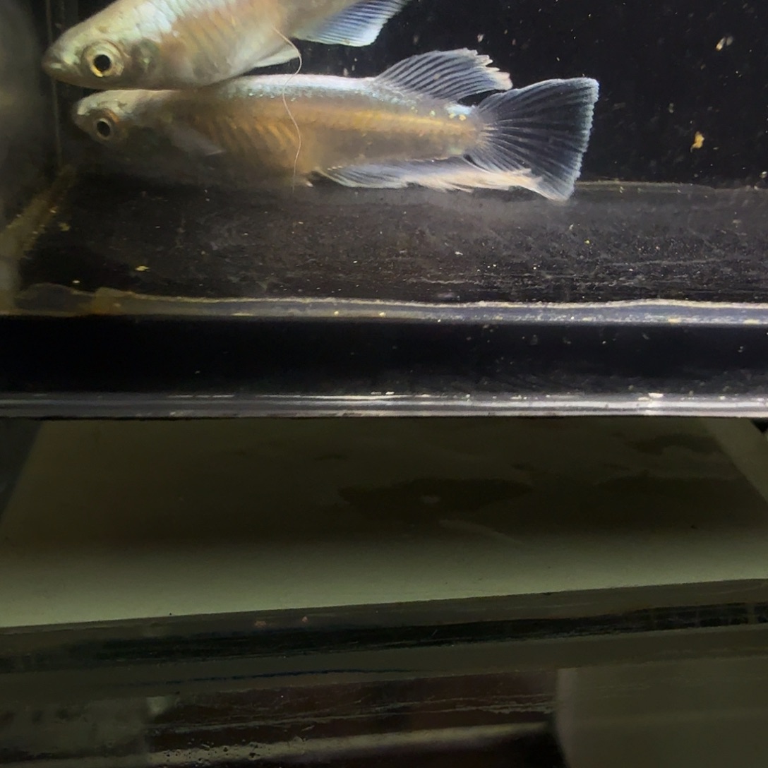 青鳉鱼一物一拍918