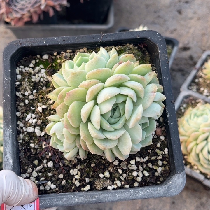 ʕ***：梦幻泡影一颗小群140盆