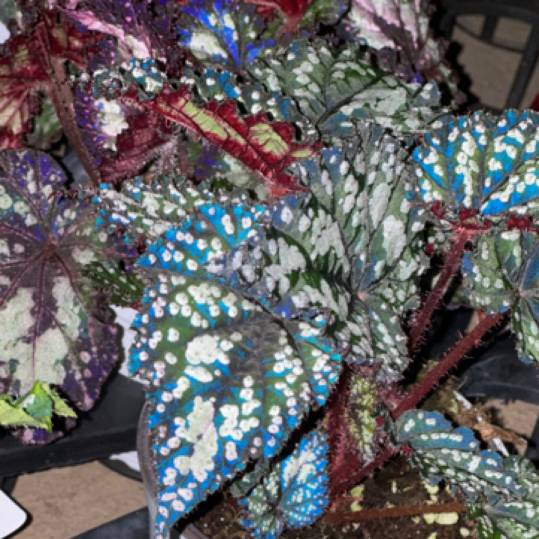 秋海棠热值，一物一拍，所见即所得