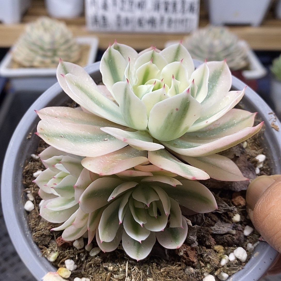 2819 海啸覆轮锦 3 头有砍