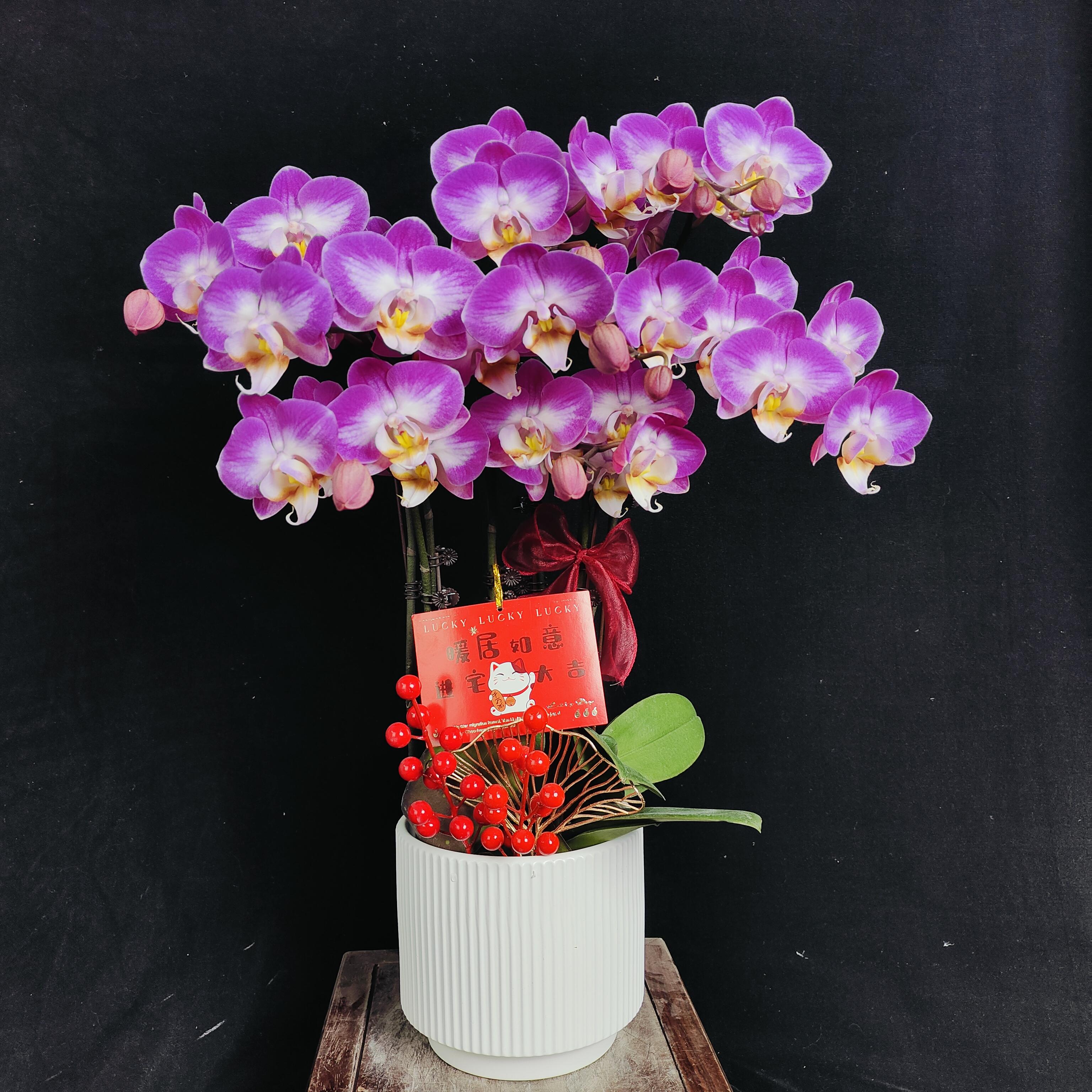 【雪媚娘】室内蝴蝶兰花盆栽开花株 四季好养护绿植叶片