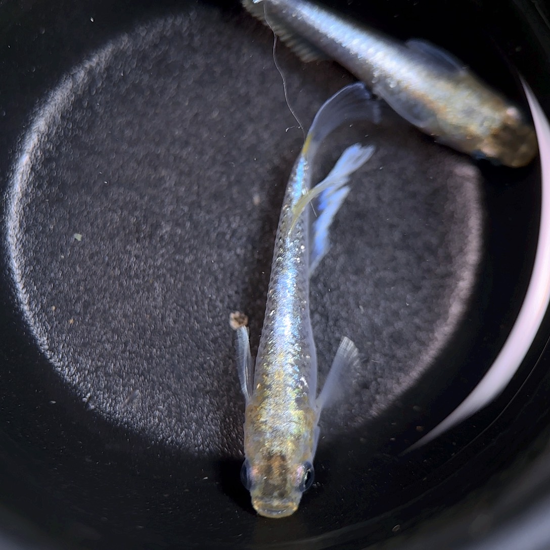 青鳉编号52  帝姬一对