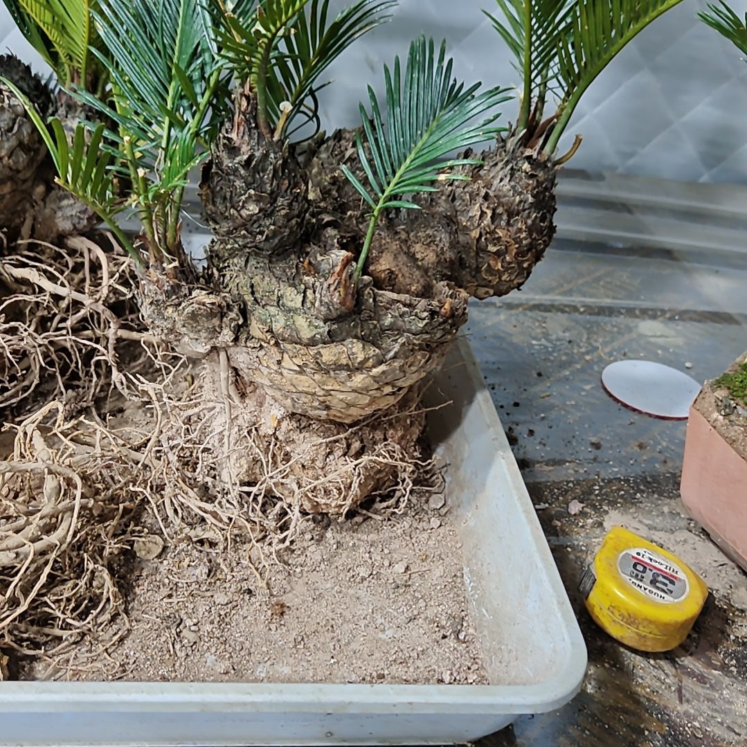 用***0无花朵白鳞铁盆景基地价