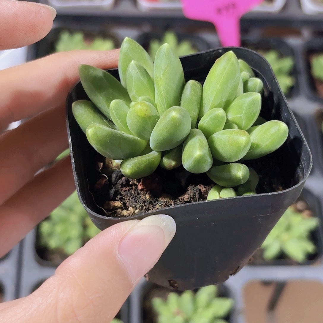 精品千代田多肉植物