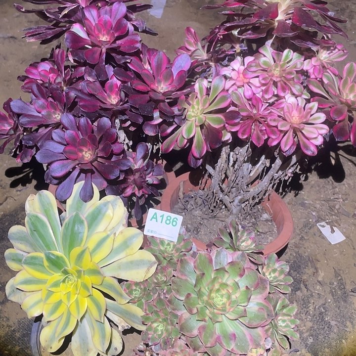 佳*多肉植物断枝不包186法师4颗