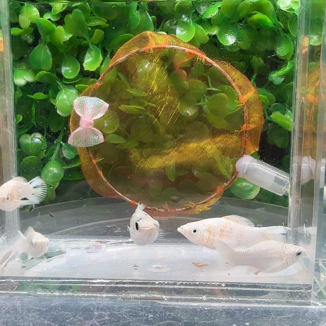 孔雀鱼樱花玛骊球苗5条不分公母