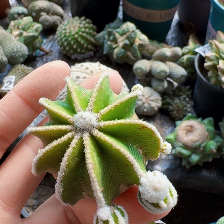 171新顿花龙仙人球