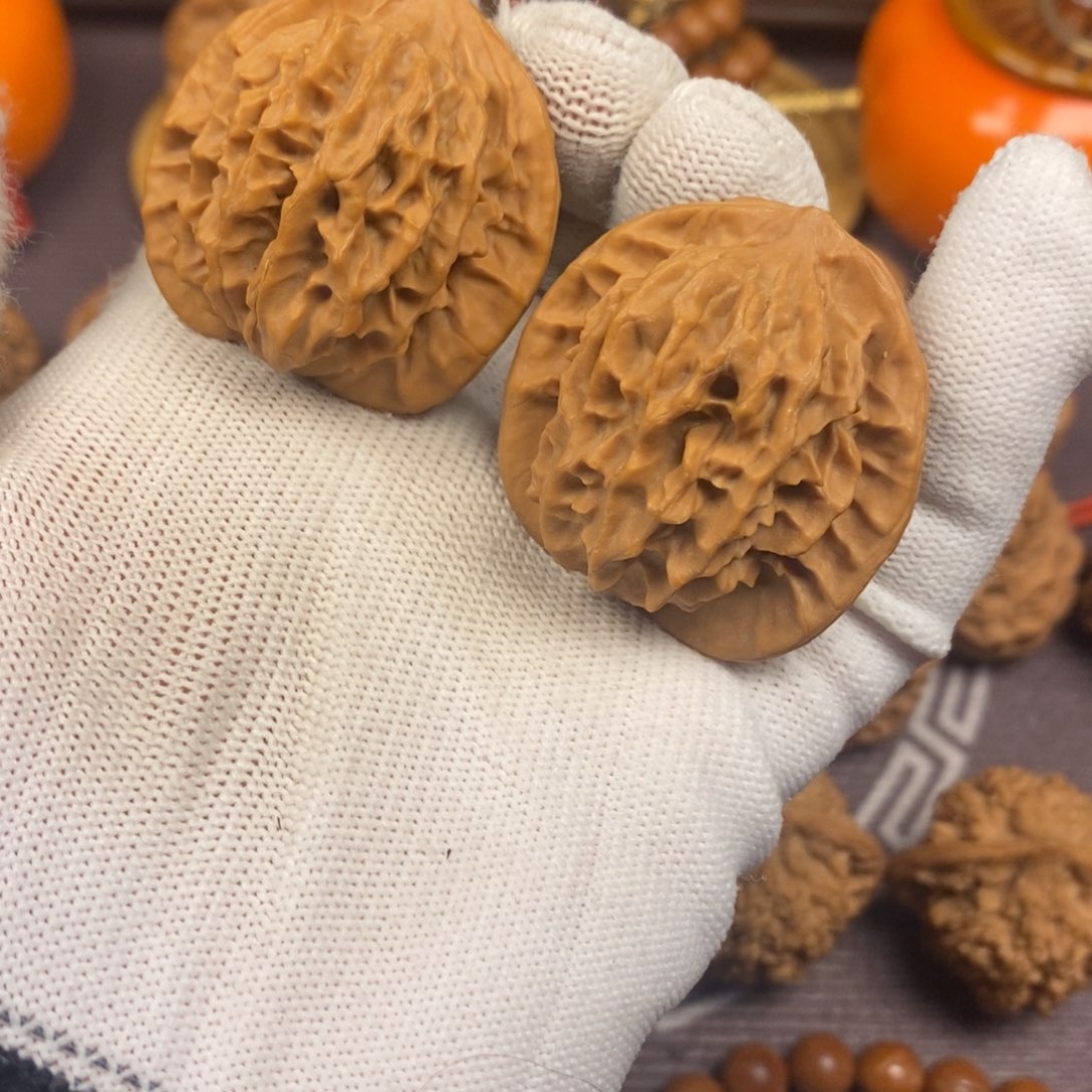 秦岭野生核桃金公子