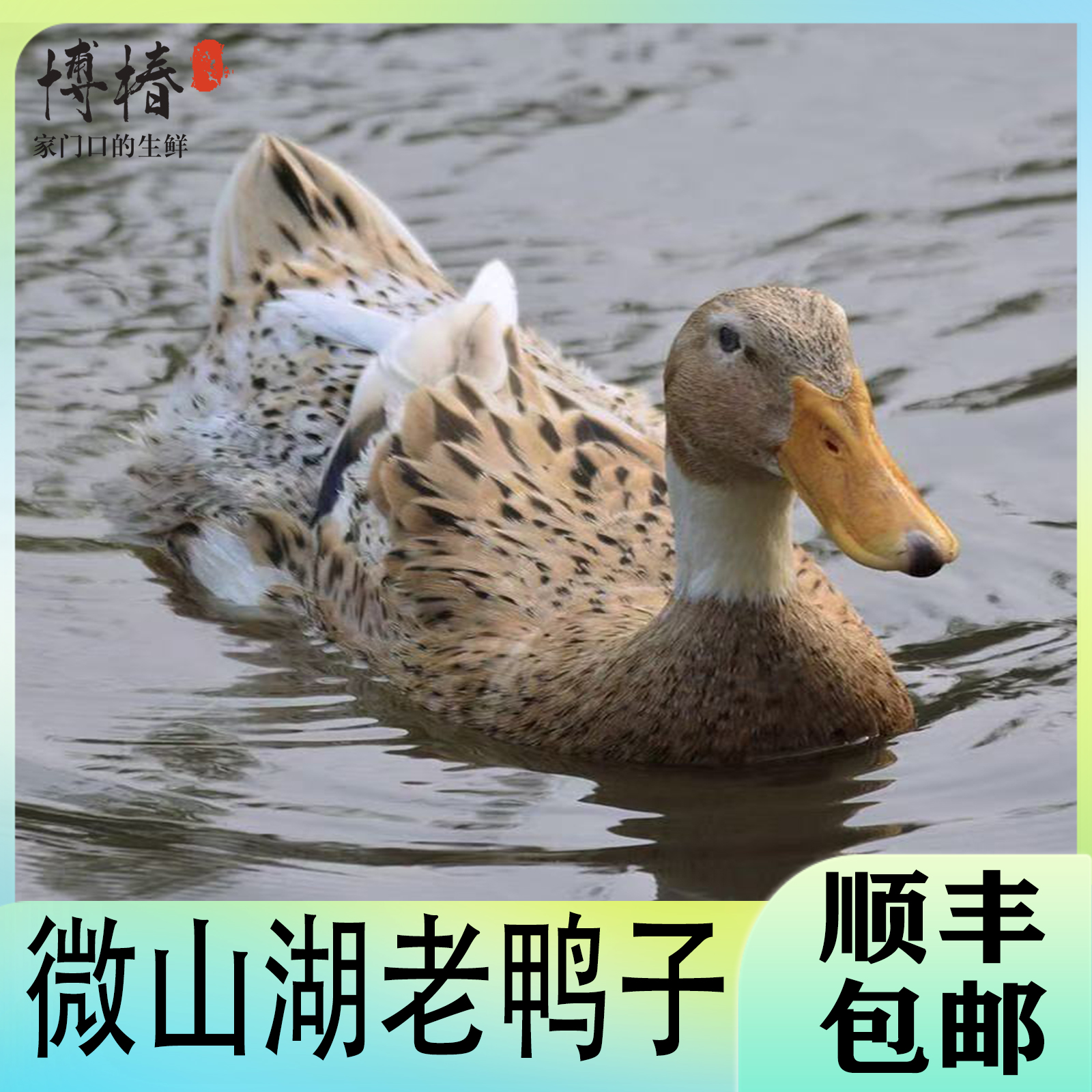 【三年老鸭】一只土鸭子 单只净重5斤顺丰带内脏（心肝胗）
