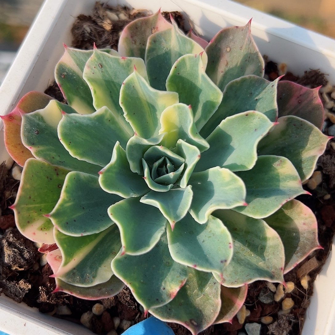 海啸锦，花脸拉丝锦