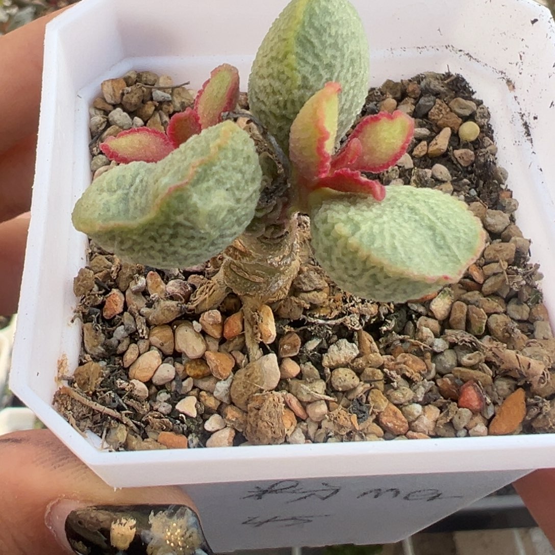 神***际多肉植物神ji专拍