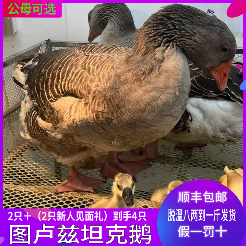 农家散养图卢兹坦克鹅肉质鲜美