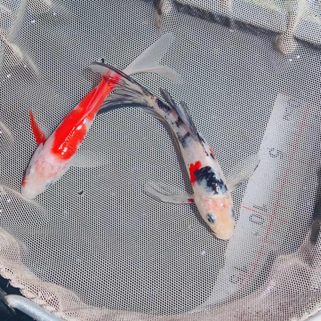 锦鲤锦鲤观赏鱼111