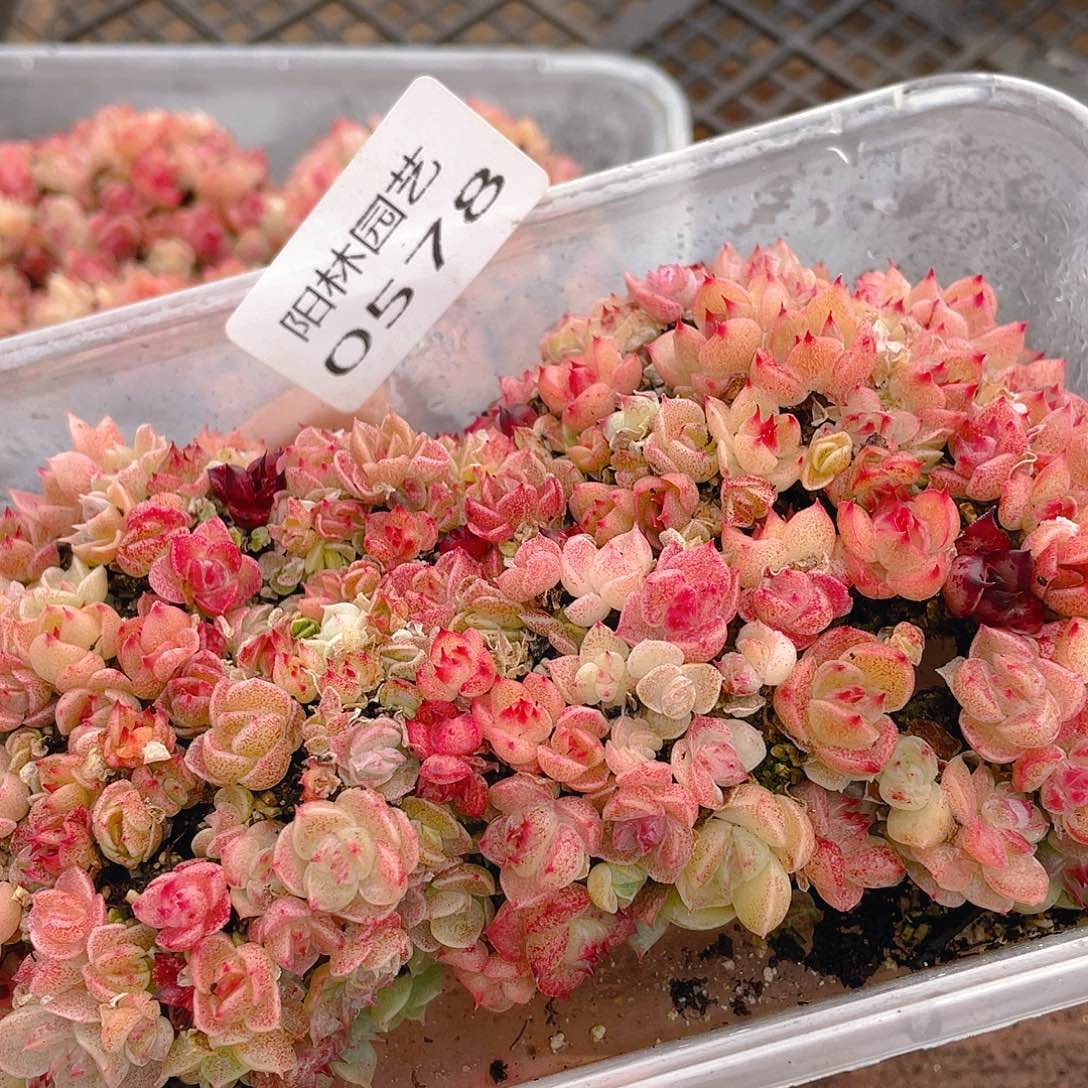 多肉植物多肉植物578