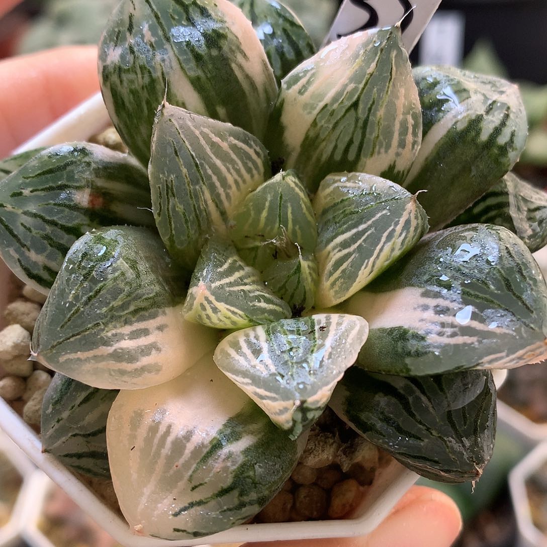 玉潭寿锦带UFO土发货