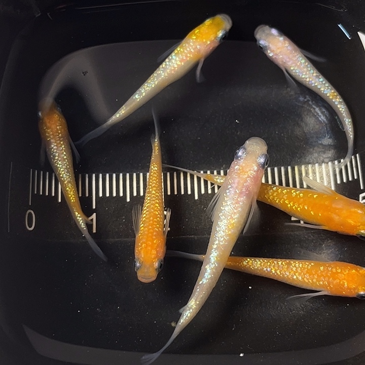 青鳉鱼王华7条，029号，满15包邮，可叠单