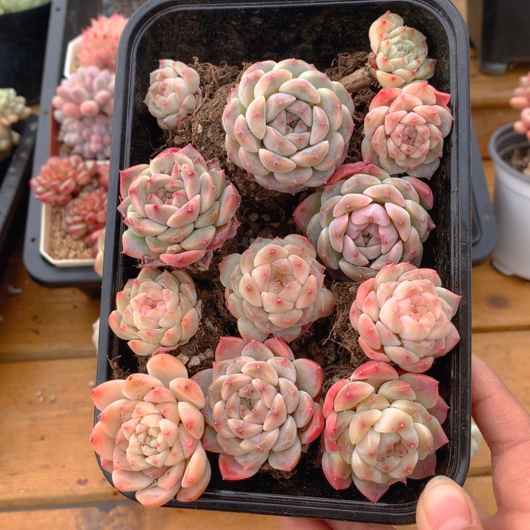 精品糖心多肉一物一拍