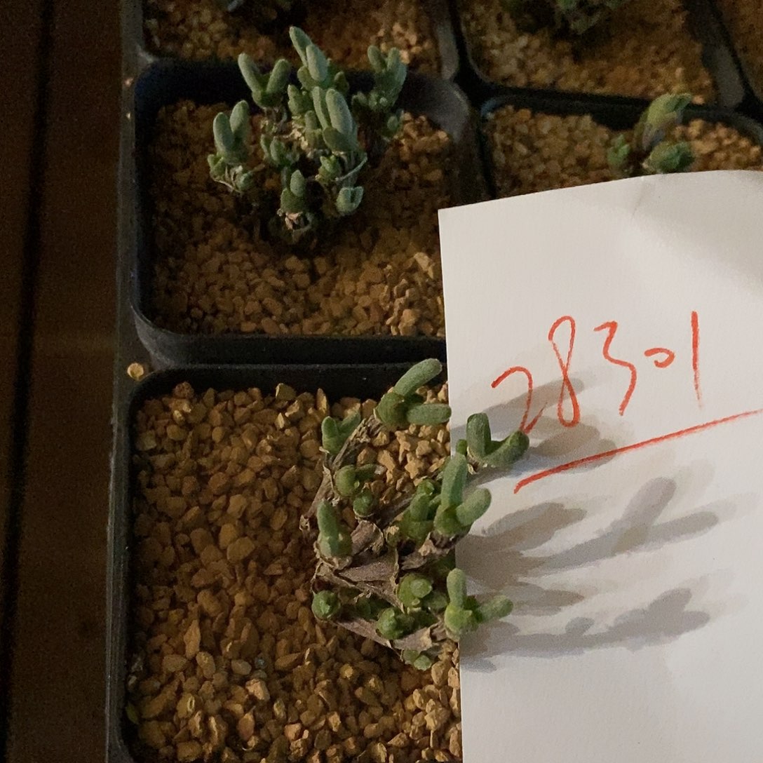 28301。  一颗老桩兔子。   