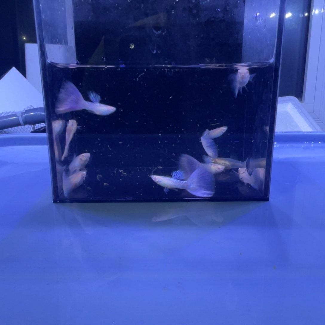 孔雀鱼樱花粉5对开箱视频报损