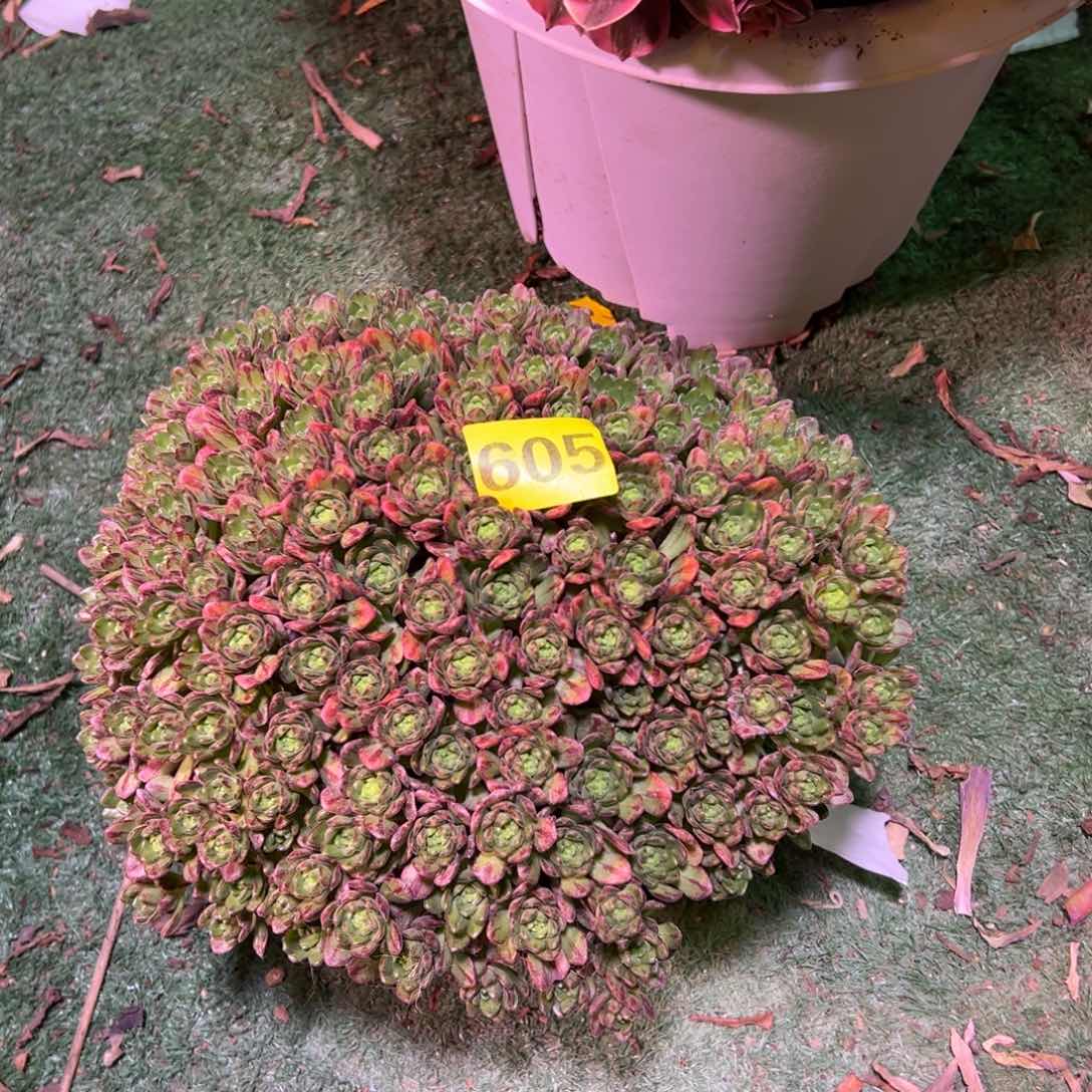 605小狐狸法师多肉植物