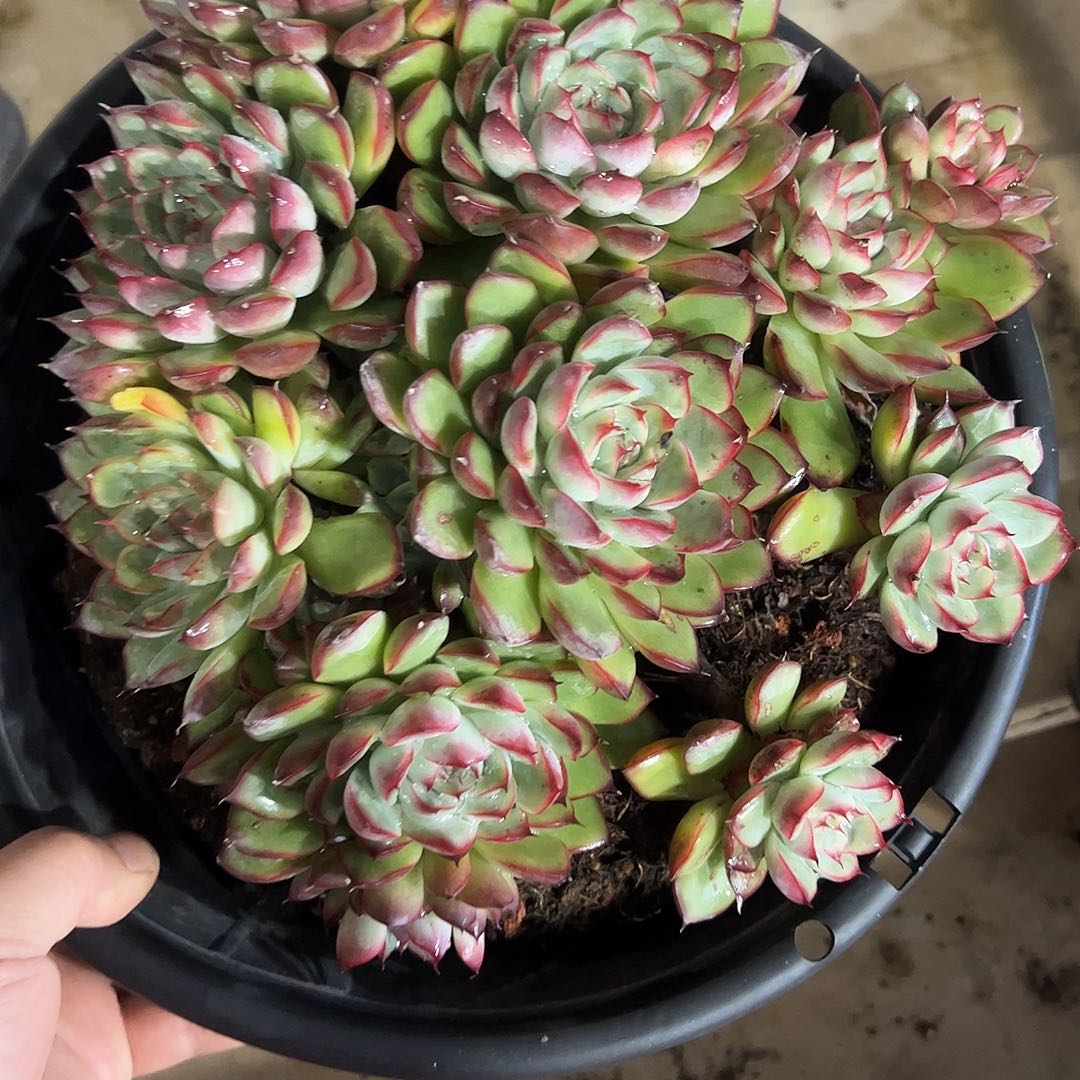 荷花老桩多肉植物