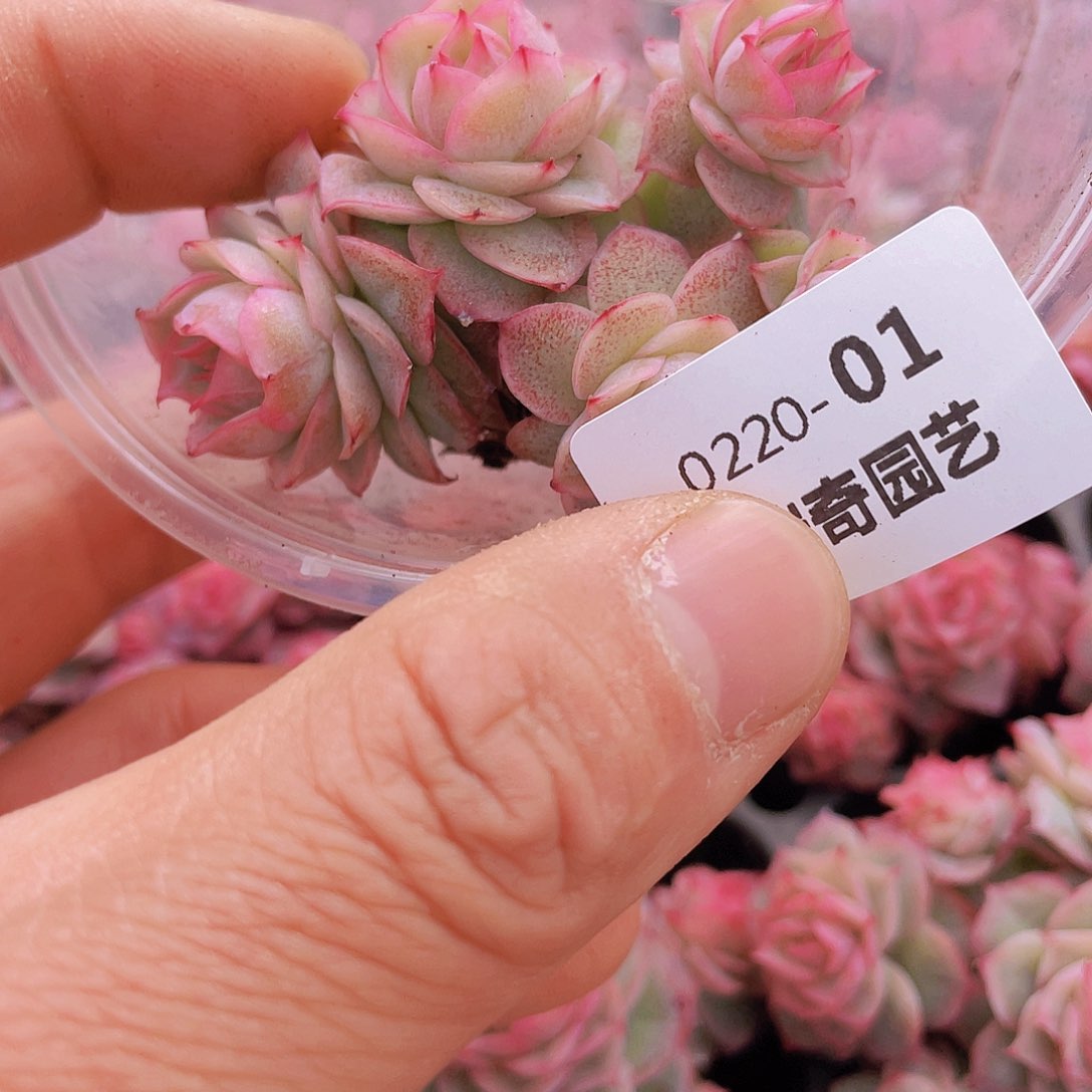 00000000000001量拍