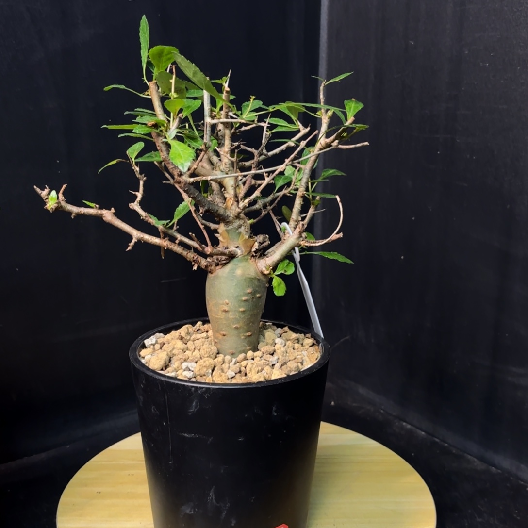 哈比悉尼产地福利