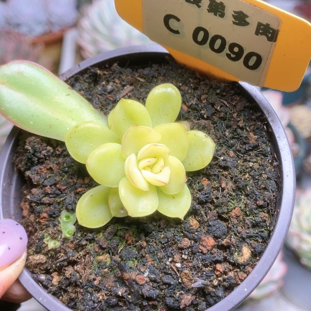 90哈哈哈哈哈哈哈