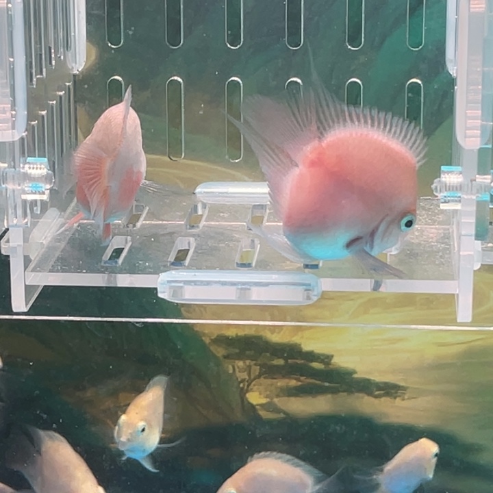 鹦鹉鱼胭脂粉一对86号单