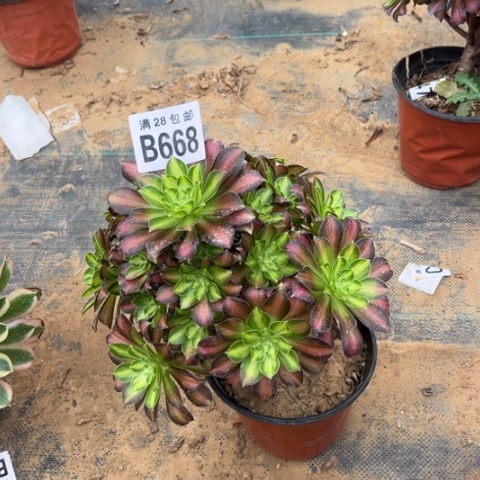 668韶华不包断枝