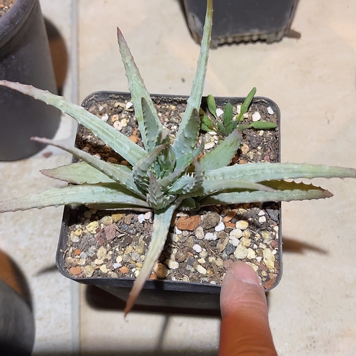 满38包邮2天凑单，脱土晾根发货多肉植物