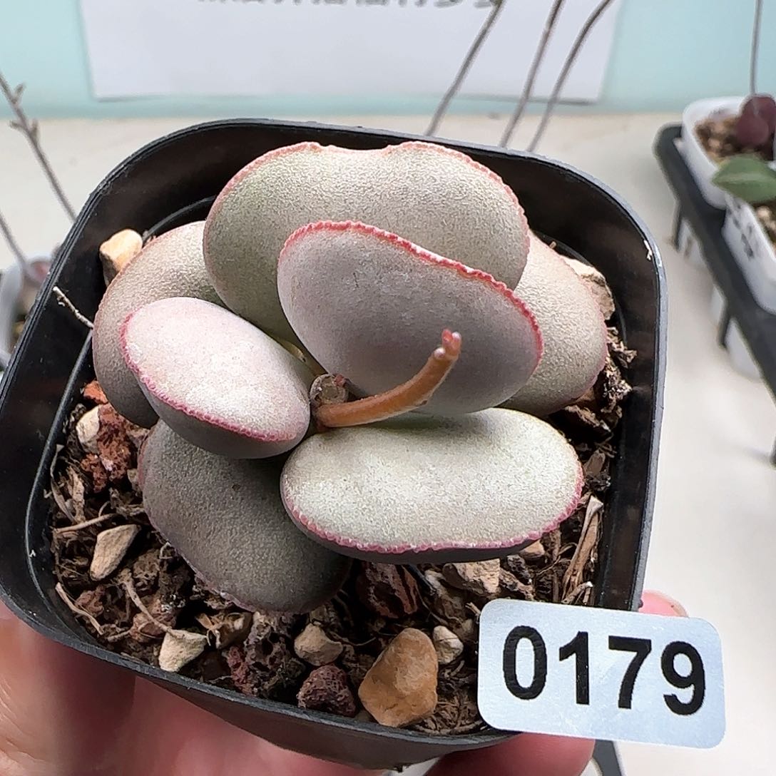 白肌红蛋多肉植物水泡179