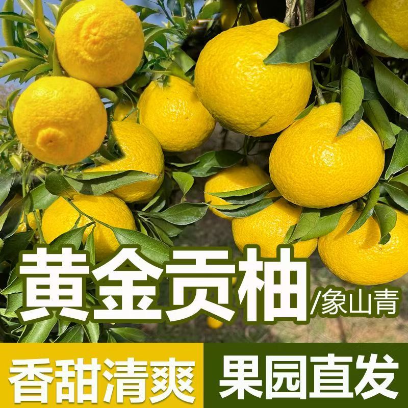 【纯甜】象山青黄金贡柚柑橘当季新鲜水果清甜多汁纯甜柚子