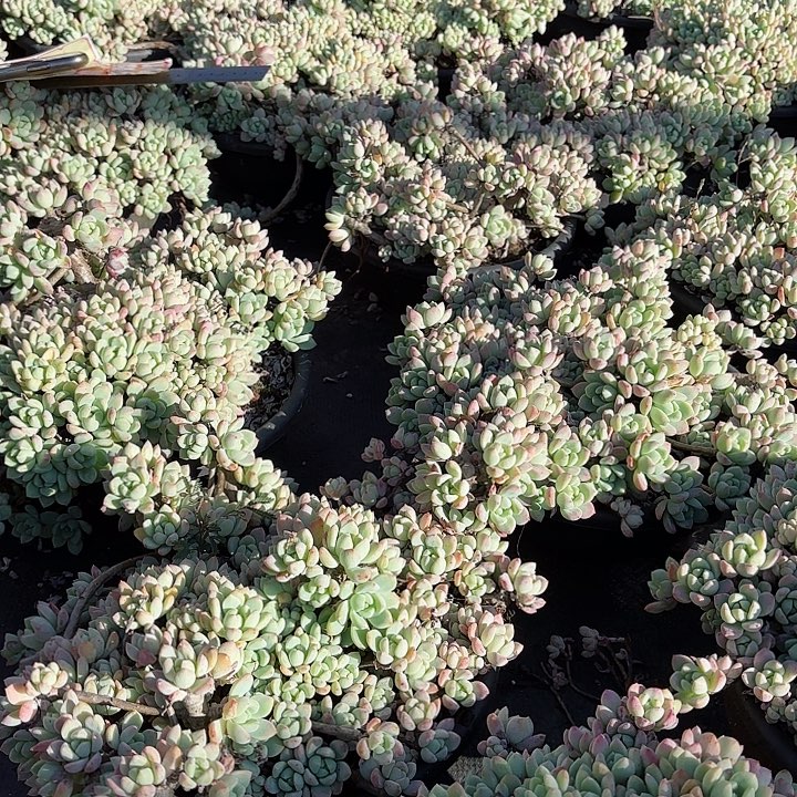 桃酥群生老桩多肉植物
