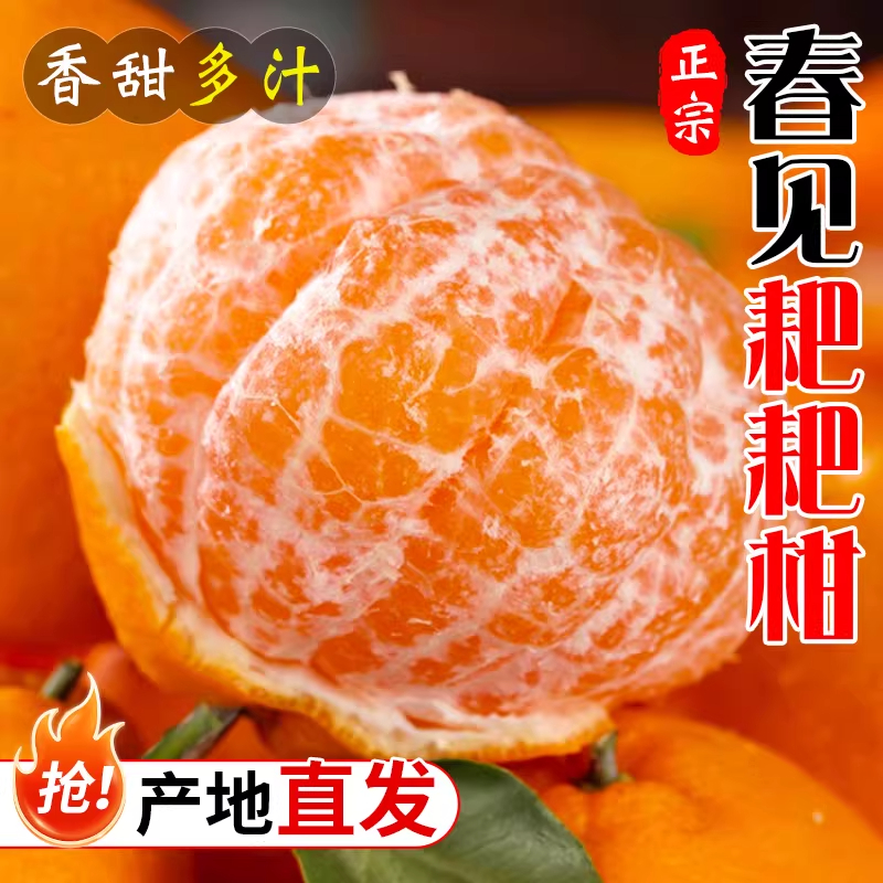【现摘头茬果】正宗四川春见耙耙柑当季新鲜水果香甜爆汁皮薄桔子