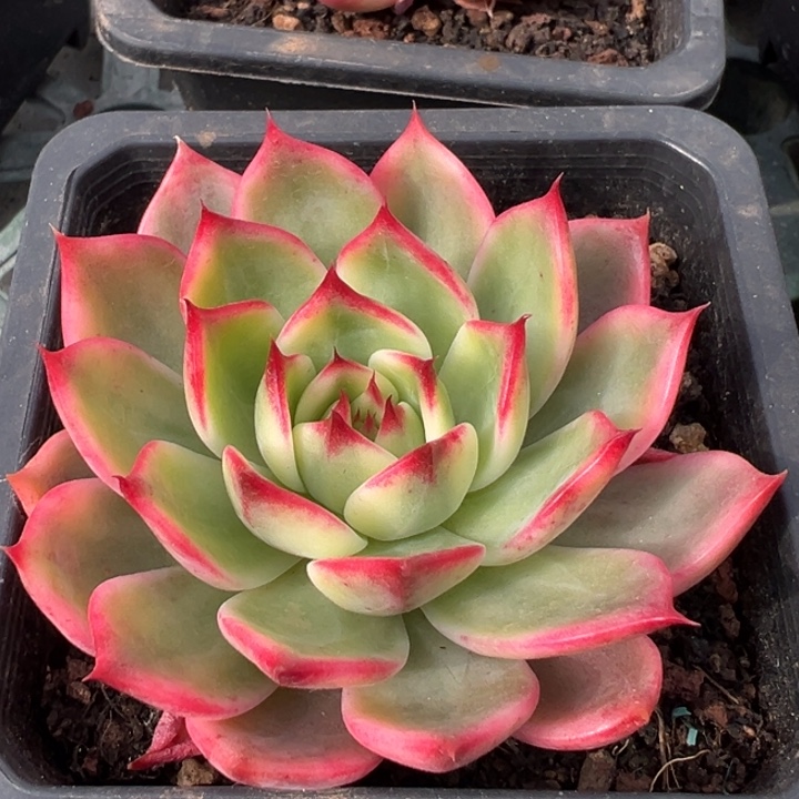 桃花锦一物一拍锦龙