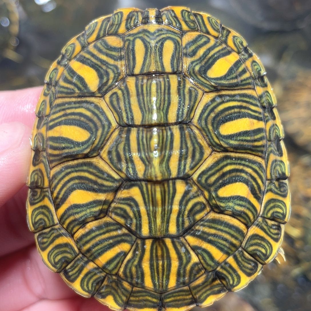 宠物龟不分公母5.7