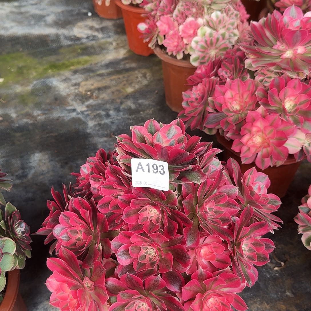 *****193粉女巫法师多肉111